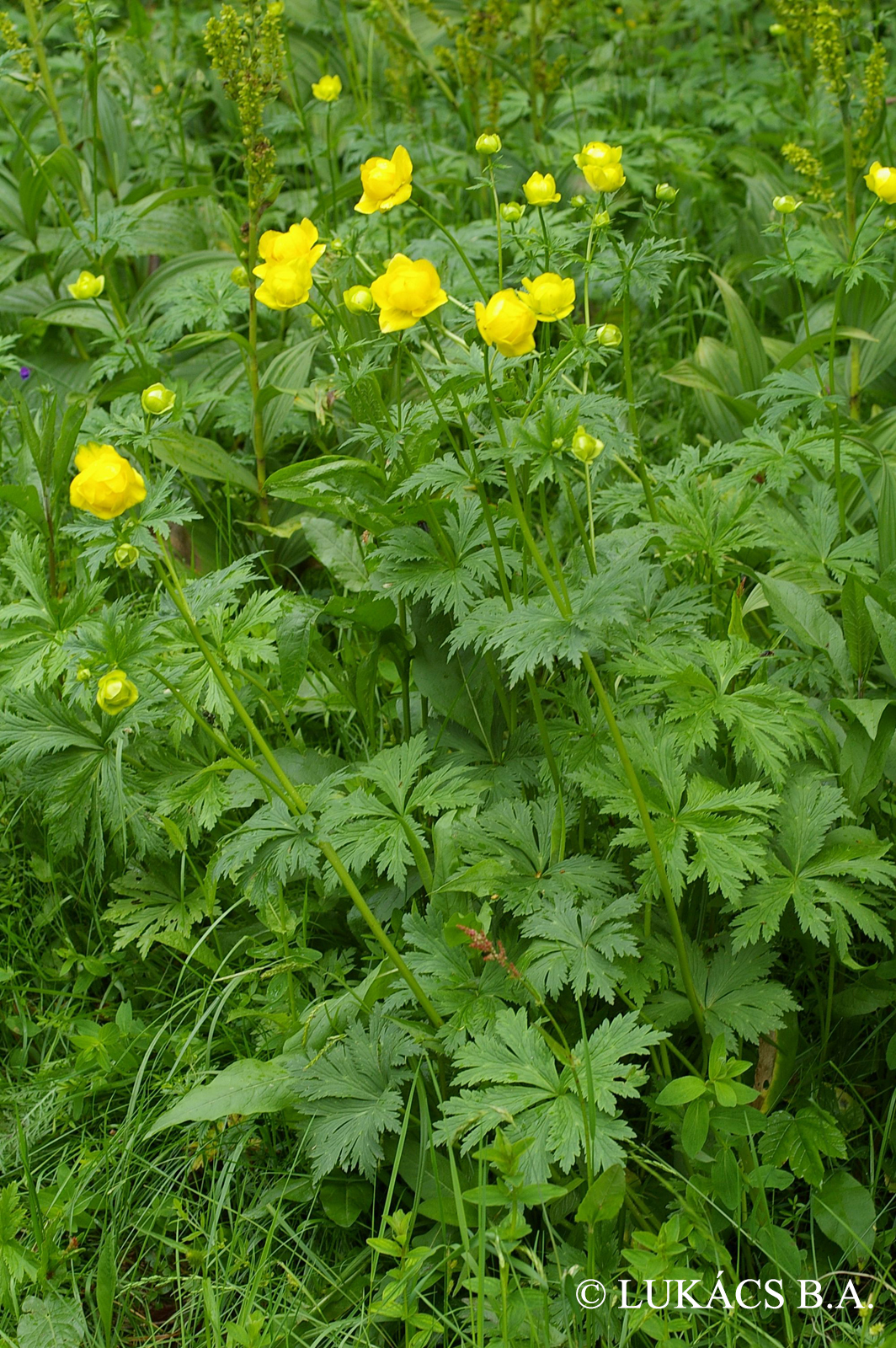 Trollius europaeus L.