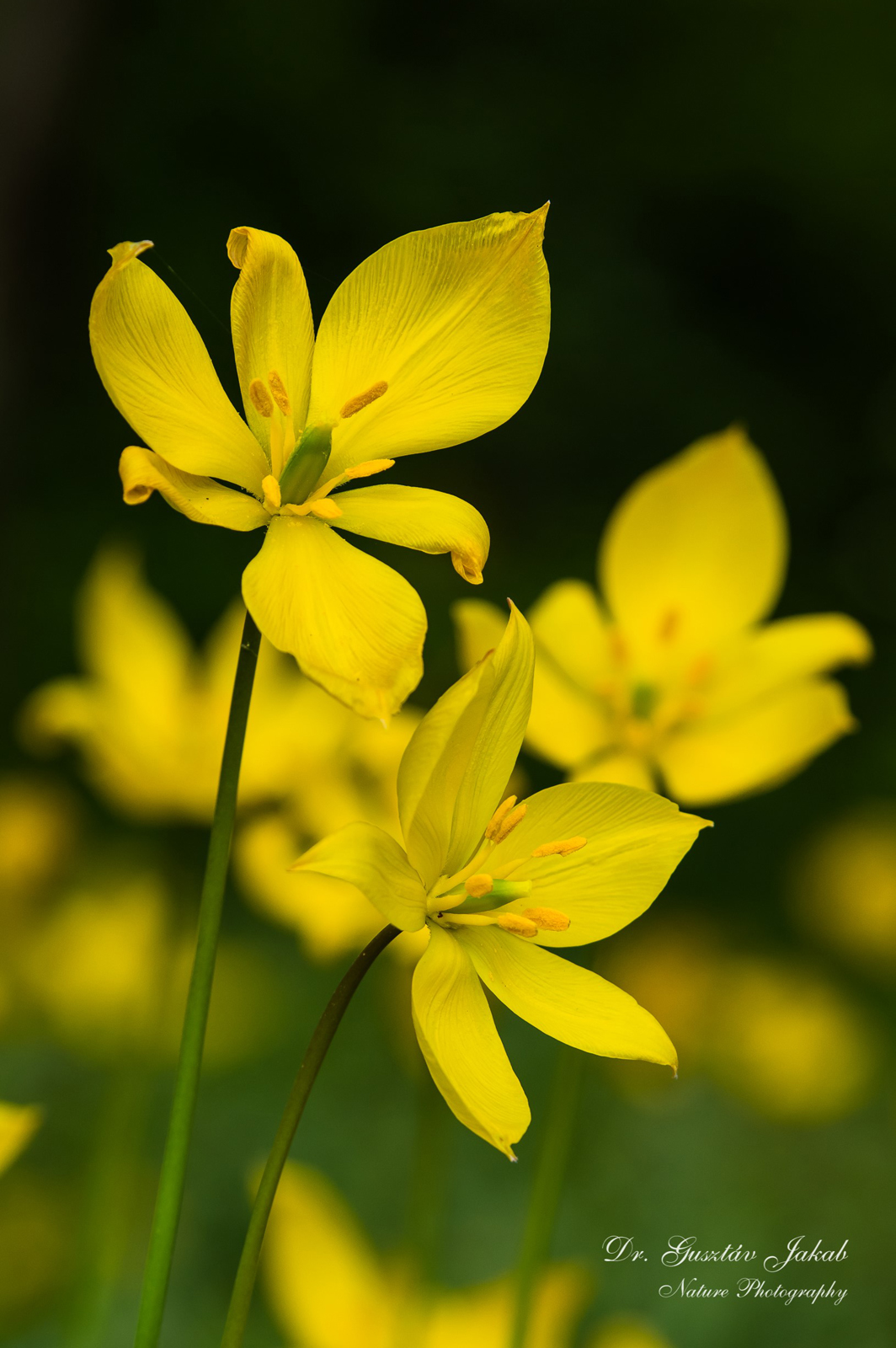 Tulipa sylvestris L.