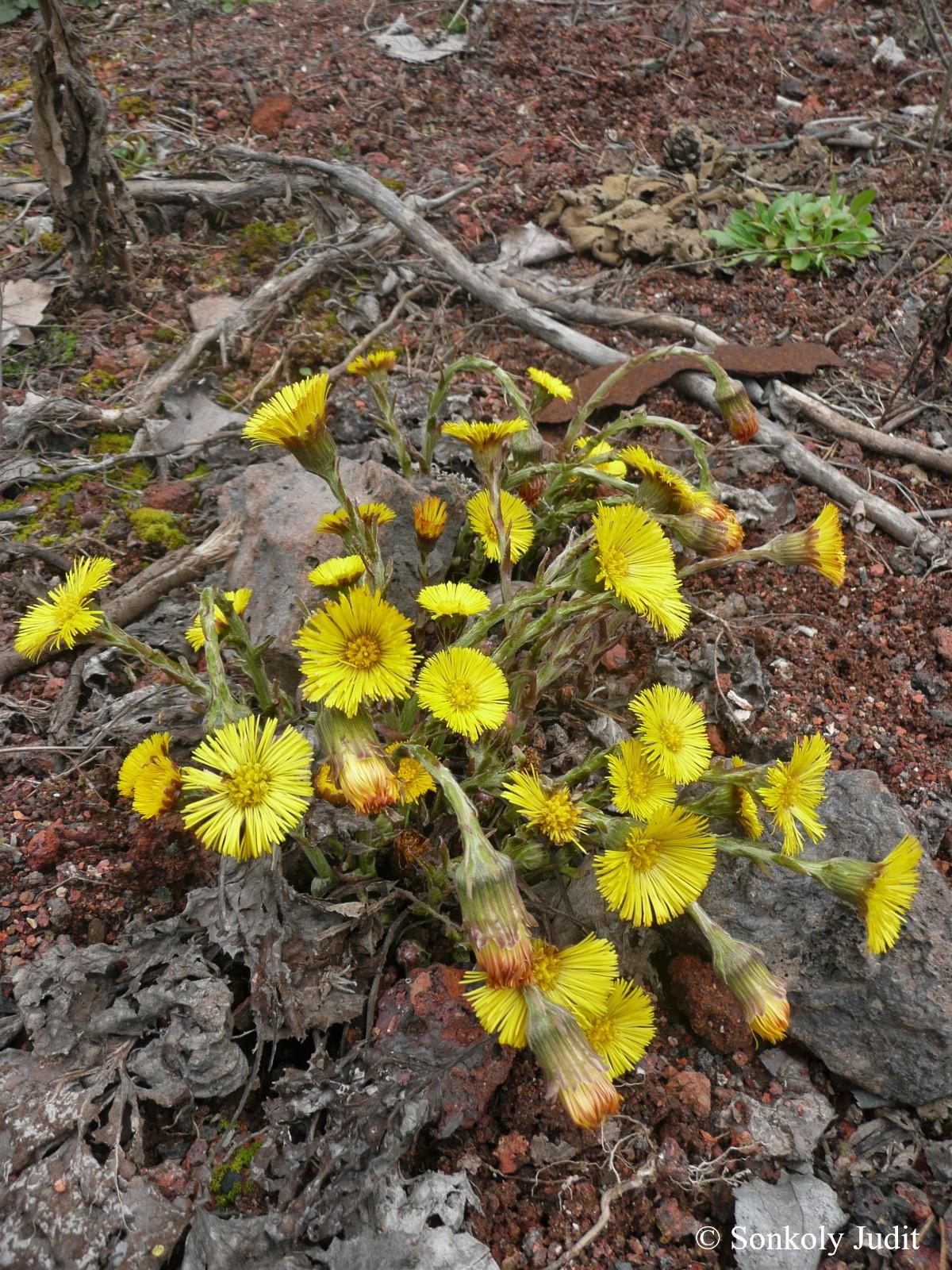 Tussilago farfara L.