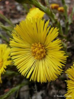 Tussilago farfara L. 2.Image