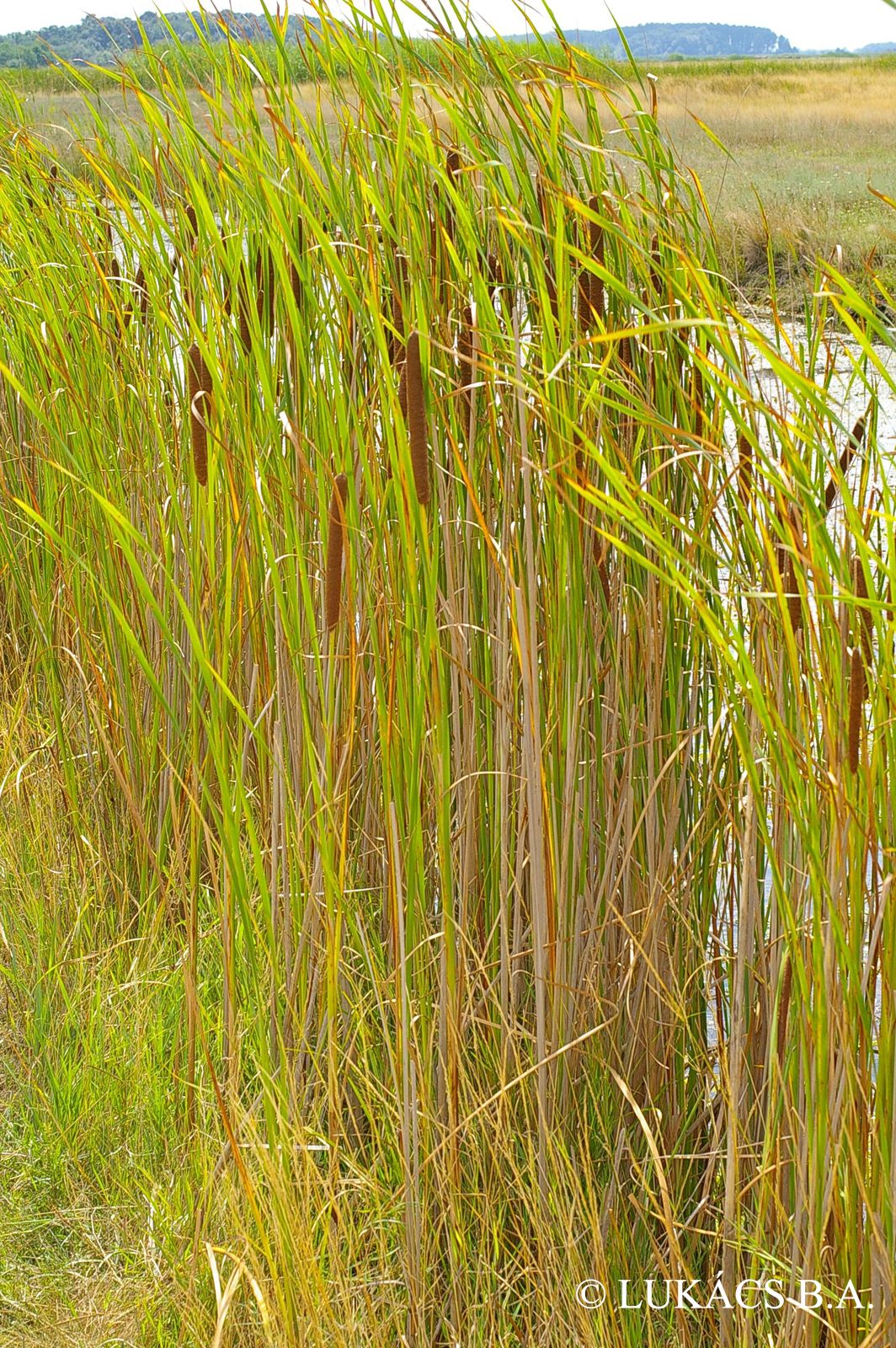 Typha angustifolia L.