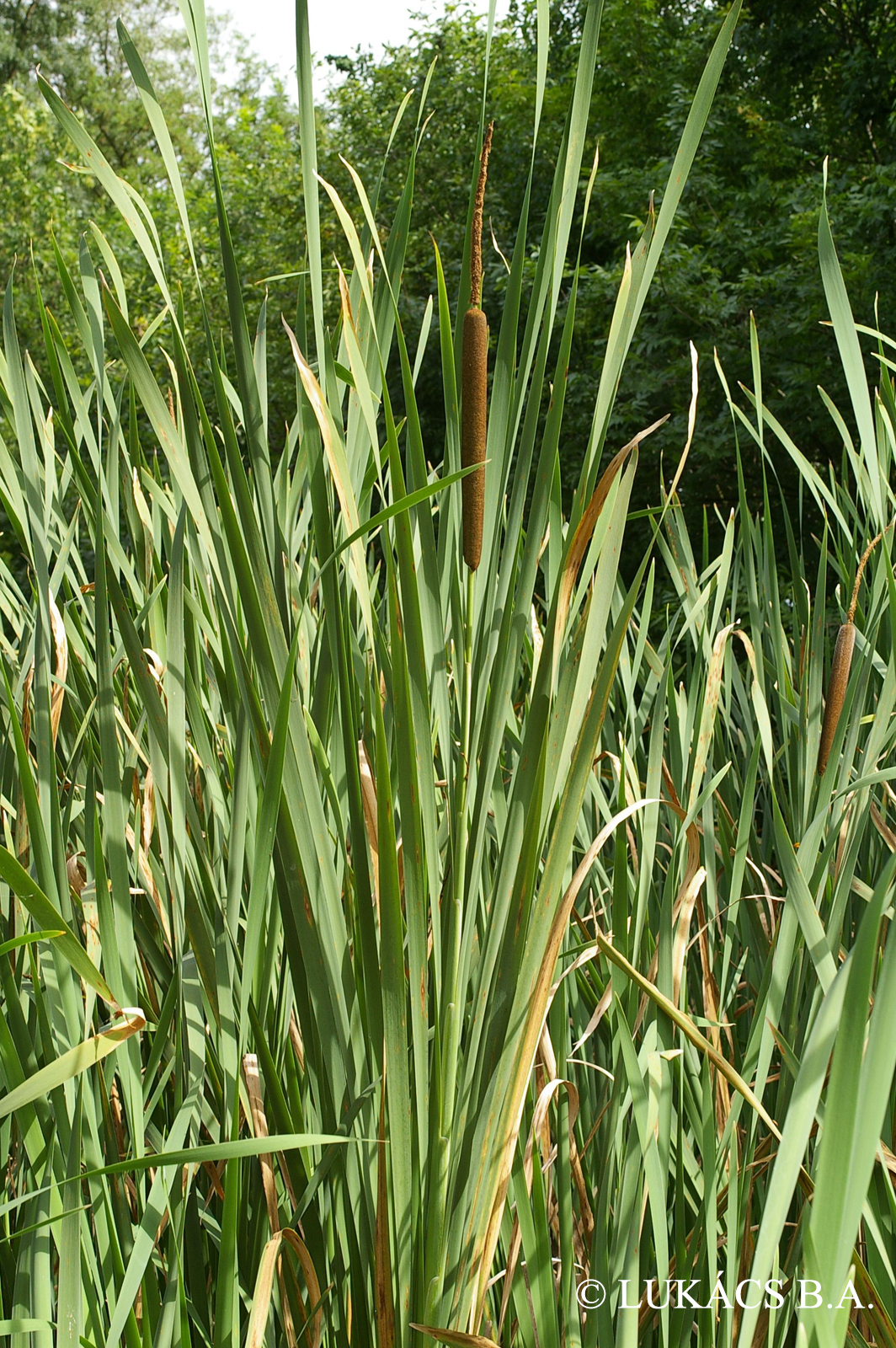 Typha latifolia L.