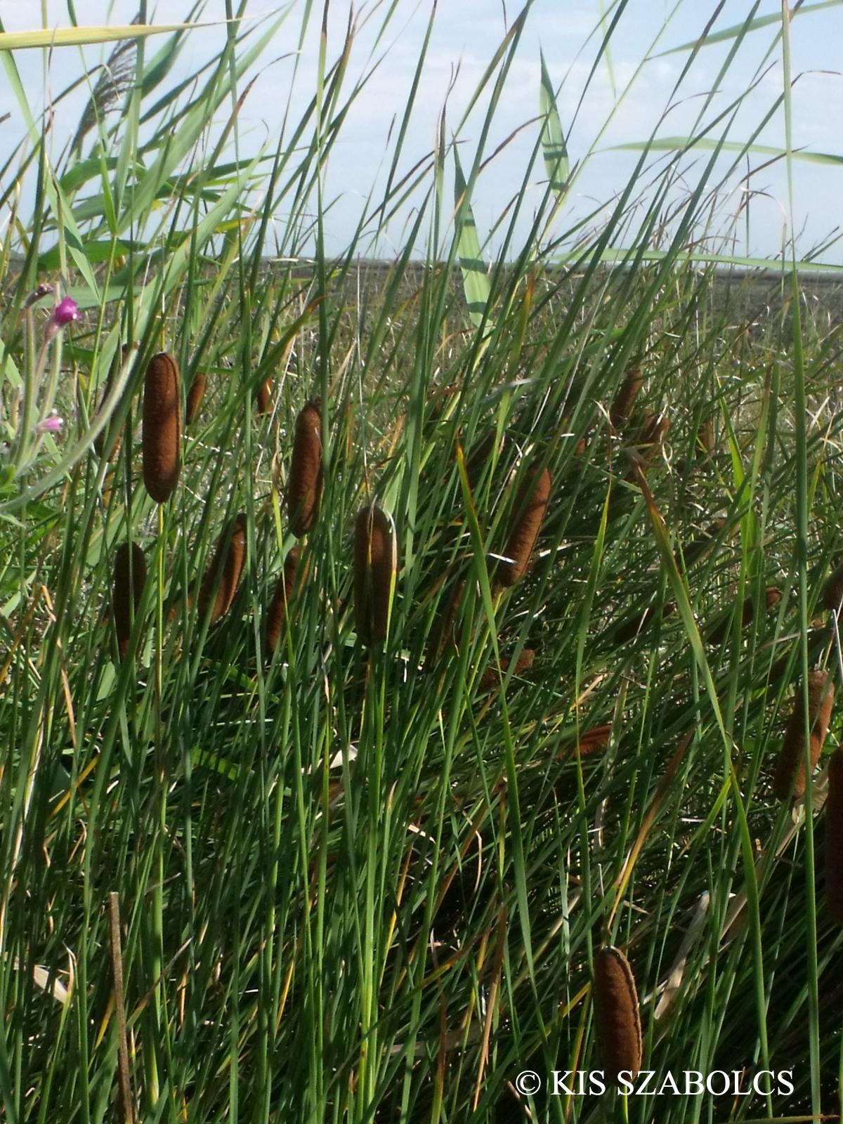 Typha laxmannii Lepech.
