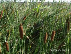 Typha laxmannii Lepech. 2.Image