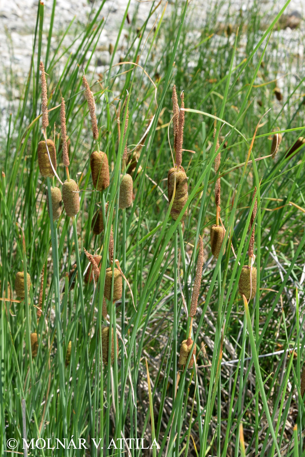 Typha minima Hoppe