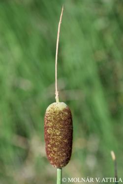 Typha minima Hoppe 2.Image