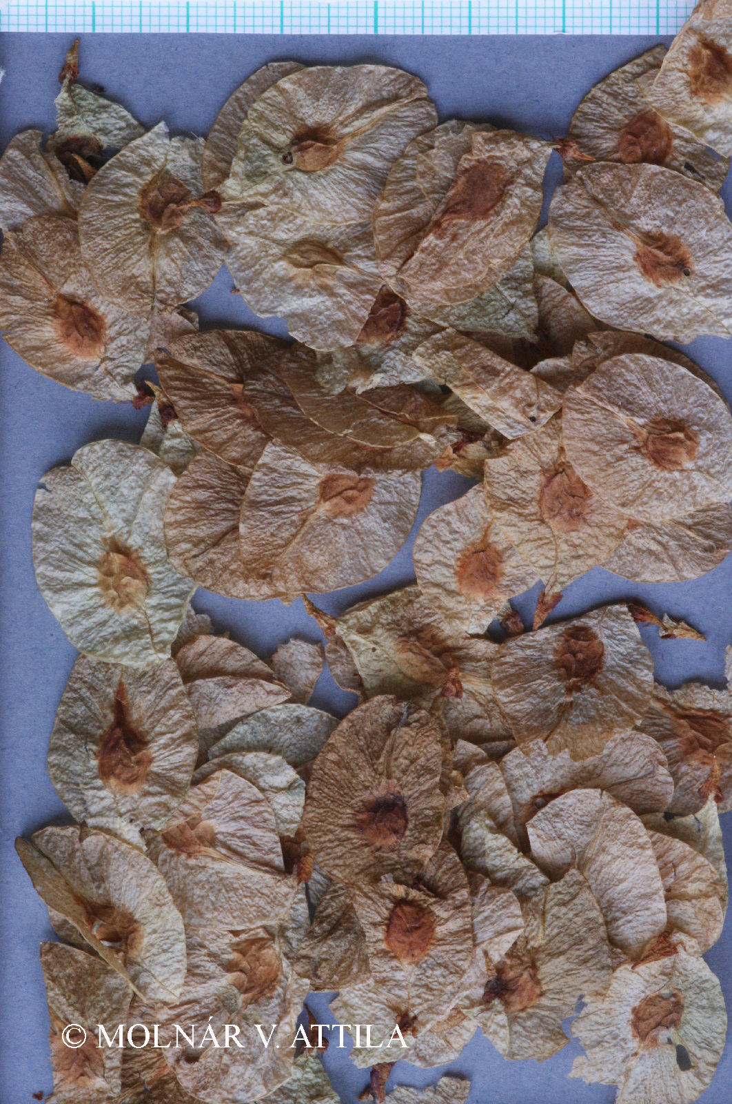 Ulmus glabra Huds.
