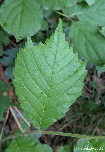 Ulmus glabra Huds. 2.Kép