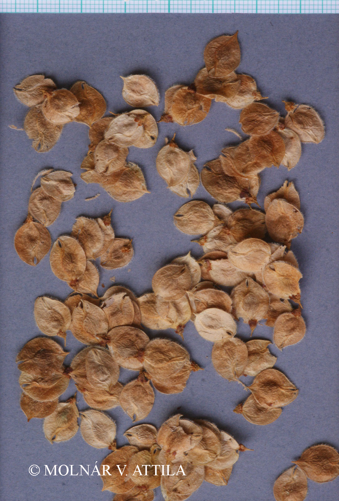 Ulmus laevis Pall.