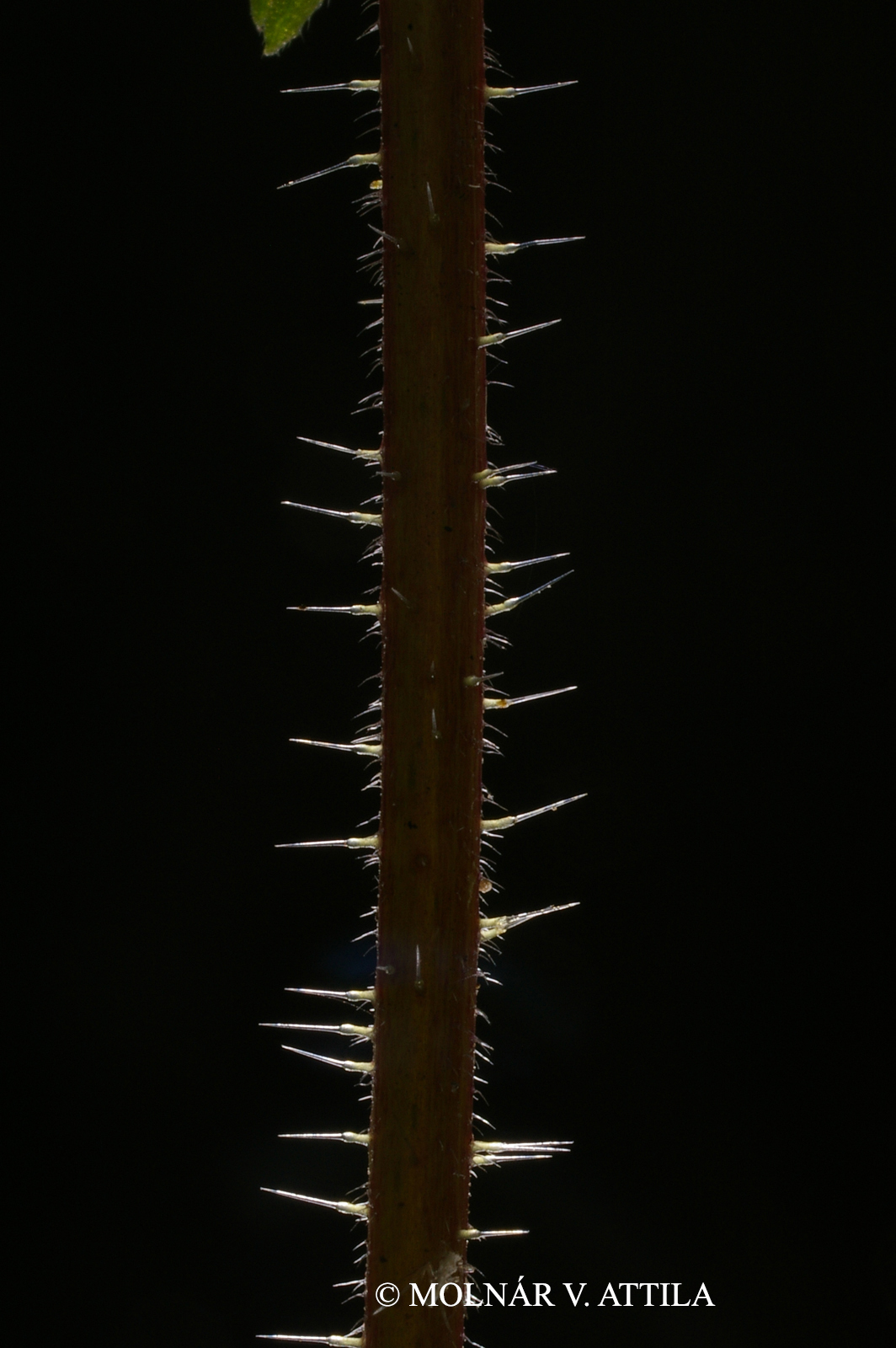 Urtica dioica L.