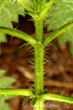 Urtica dioica L. 2.Image