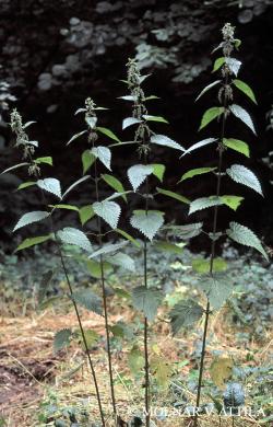 Urtica dioica L. 3.Image