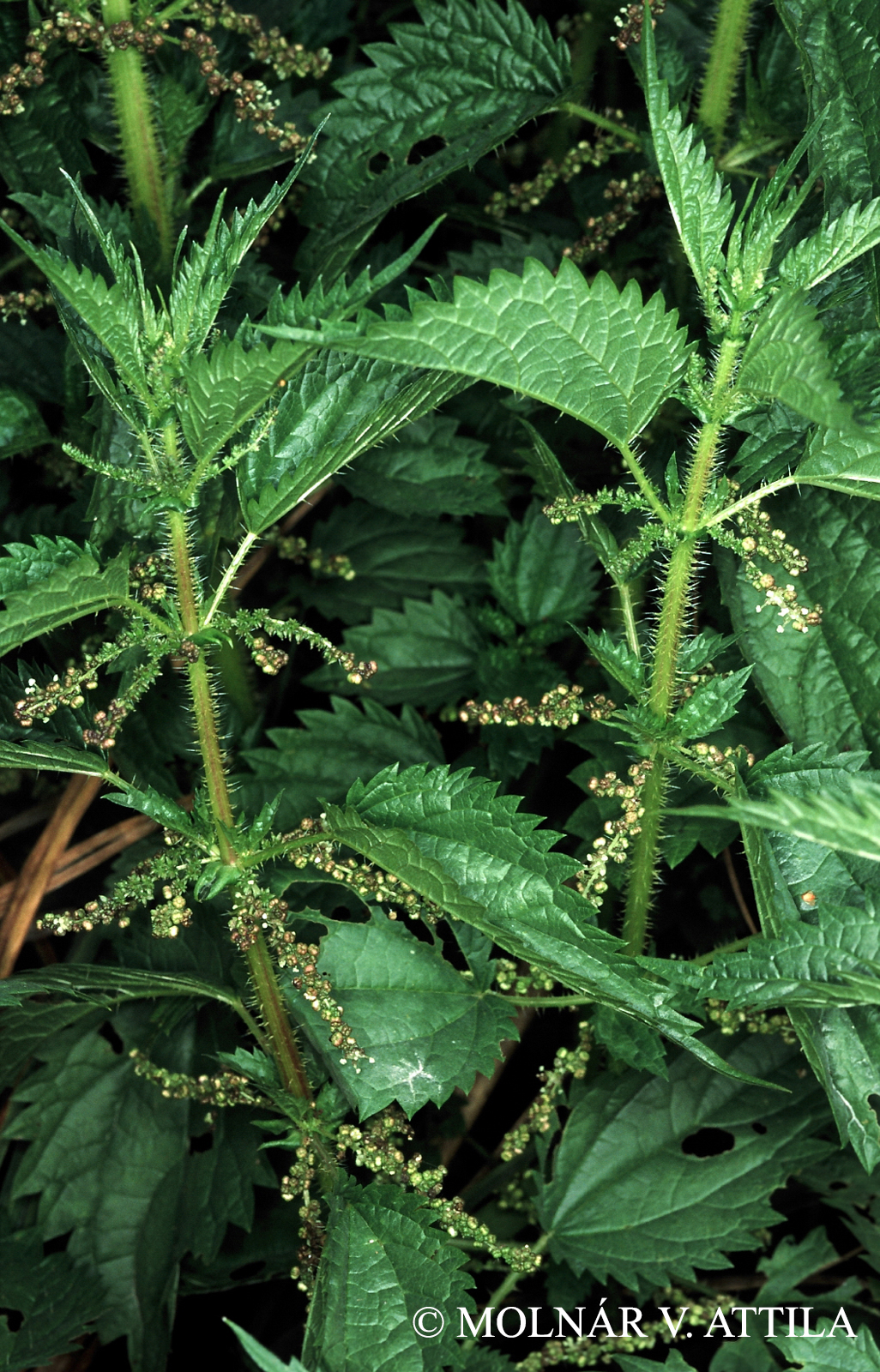 Urtica kioviensis Rogow.