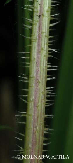 Urtica kioviensis Rogow. 2.Image