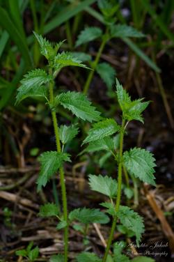 Urtica kioviensis Rogow. 3.Image