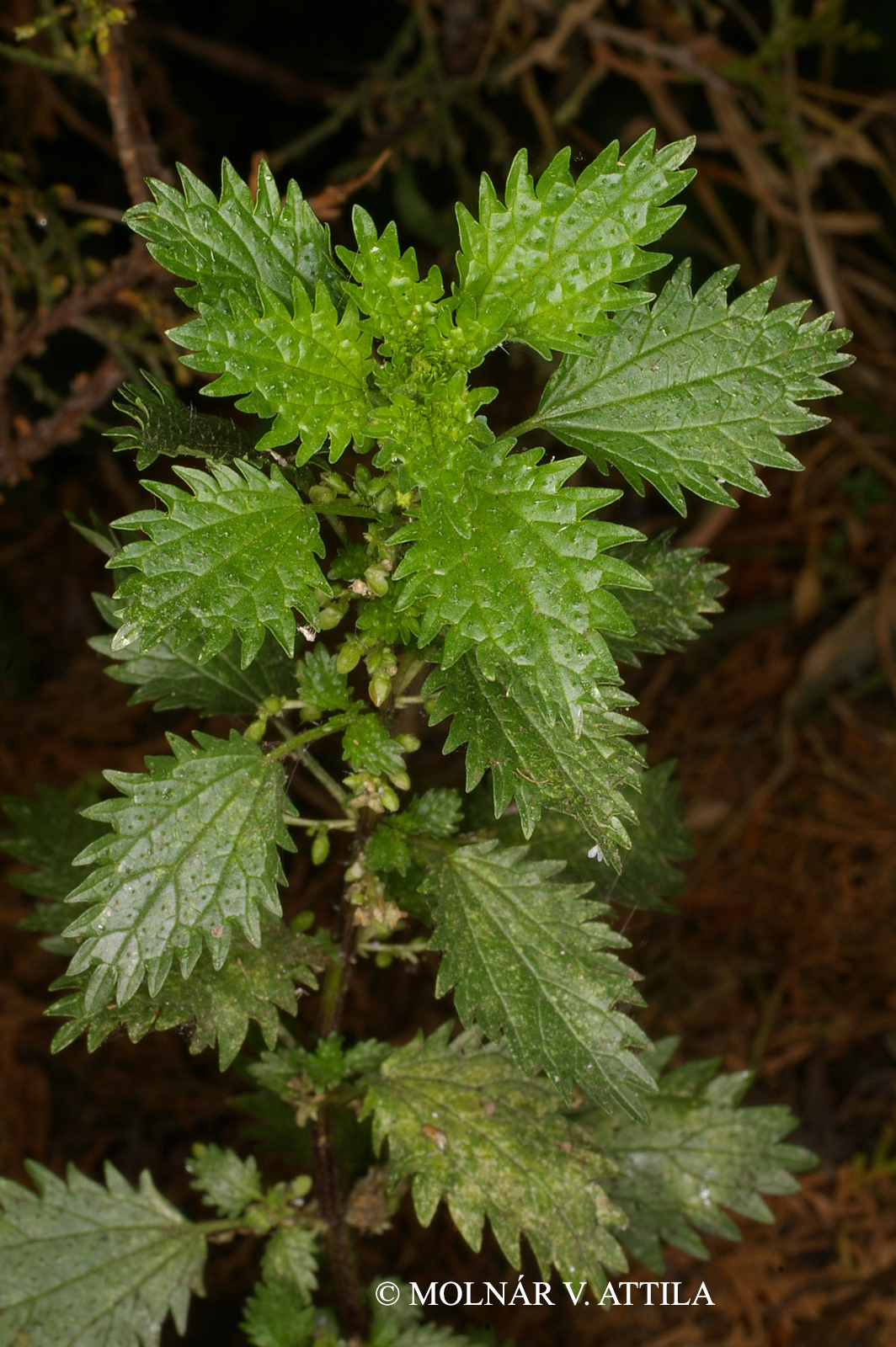 Urtica urens L.
