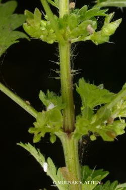 Urtica urens L. 2.Image