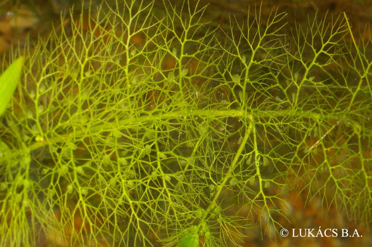 Utricularia australis R. Br.