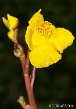 Utricularia australis R. Br. 2.Image
