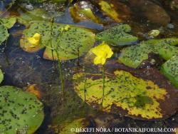 Utricularia gibba L. 2.Image
