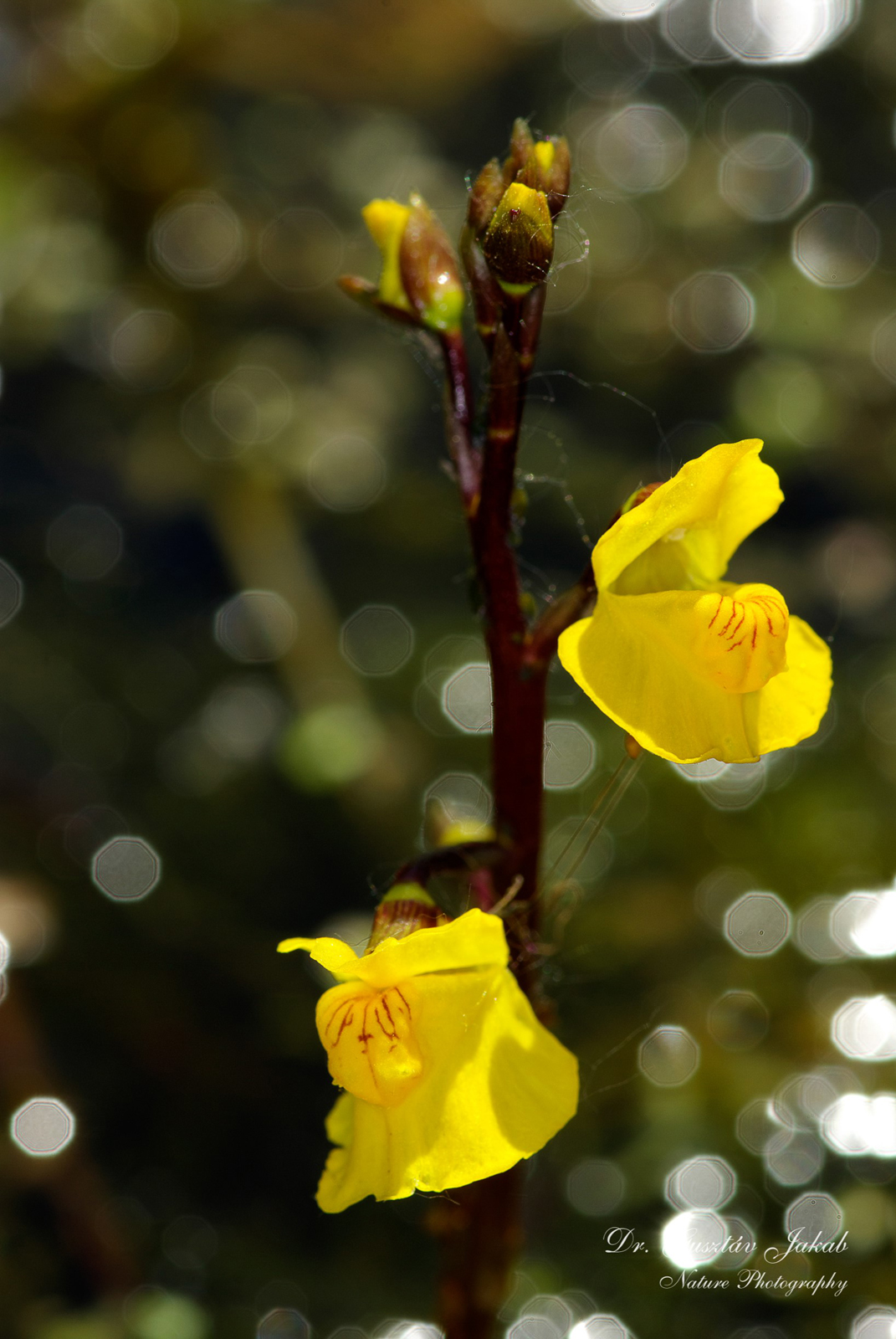 Utricularia vulgaris L.
