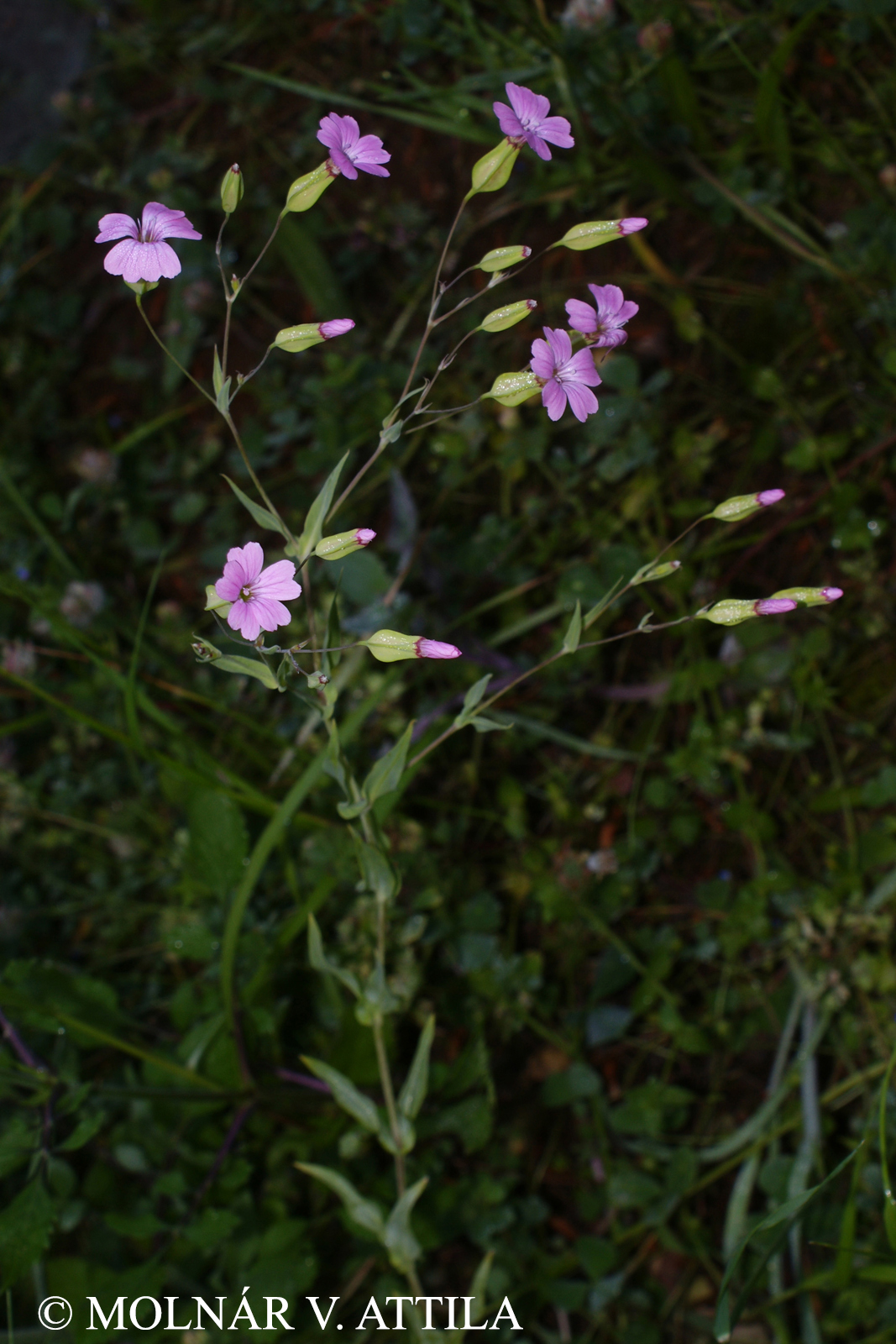 Vaccaria hispanica (Mill.) Rauschert