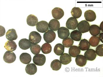 Vaccaria hispanica (Mill.) Rauschert 2.Kép