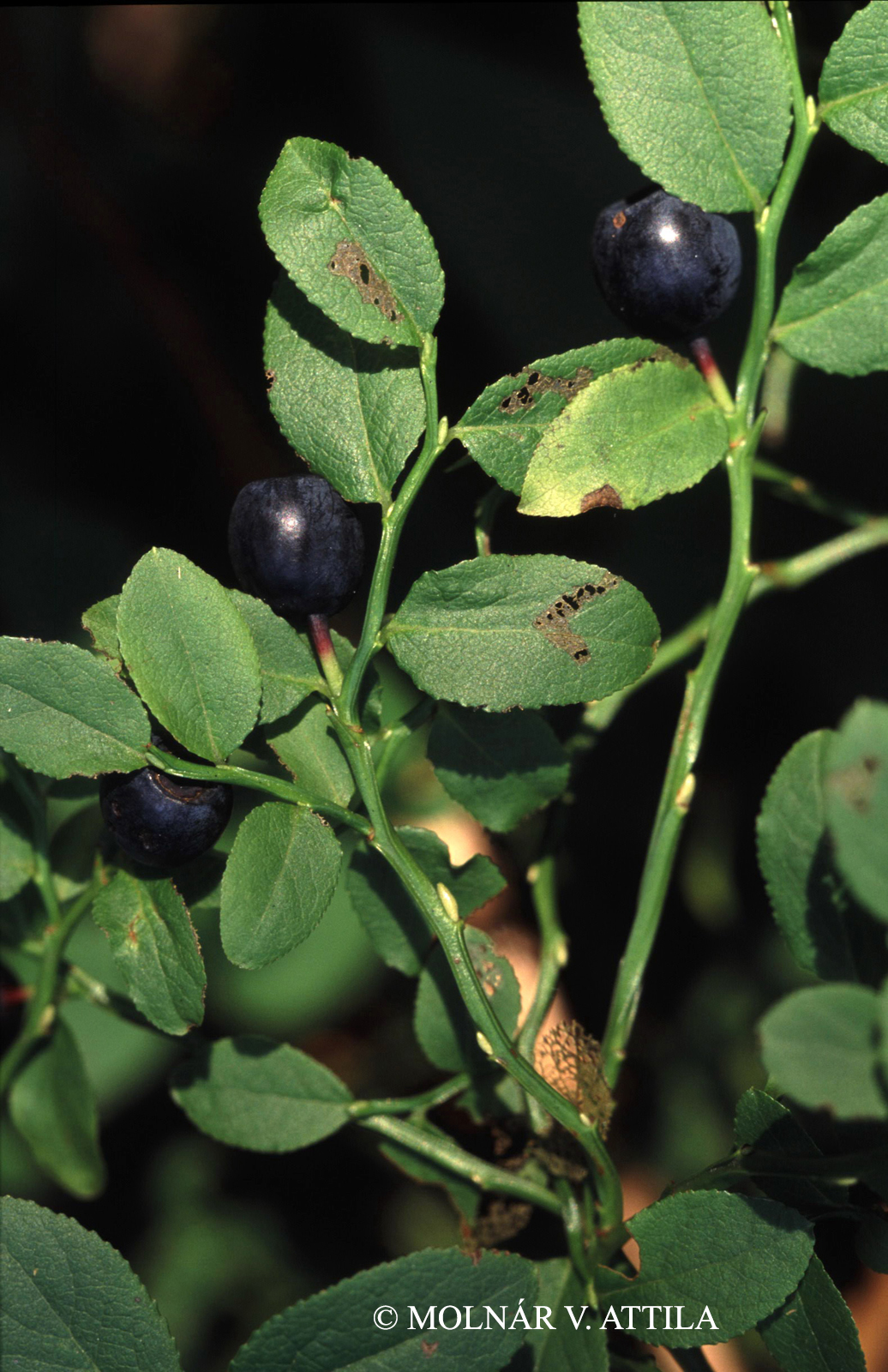Vaccinium myrtillus L.