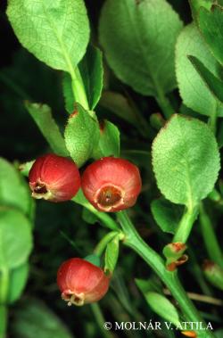 Vaccinium myrtillus L. 2.Image