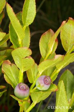 Vaccinium myrtillus L. 3.Image
