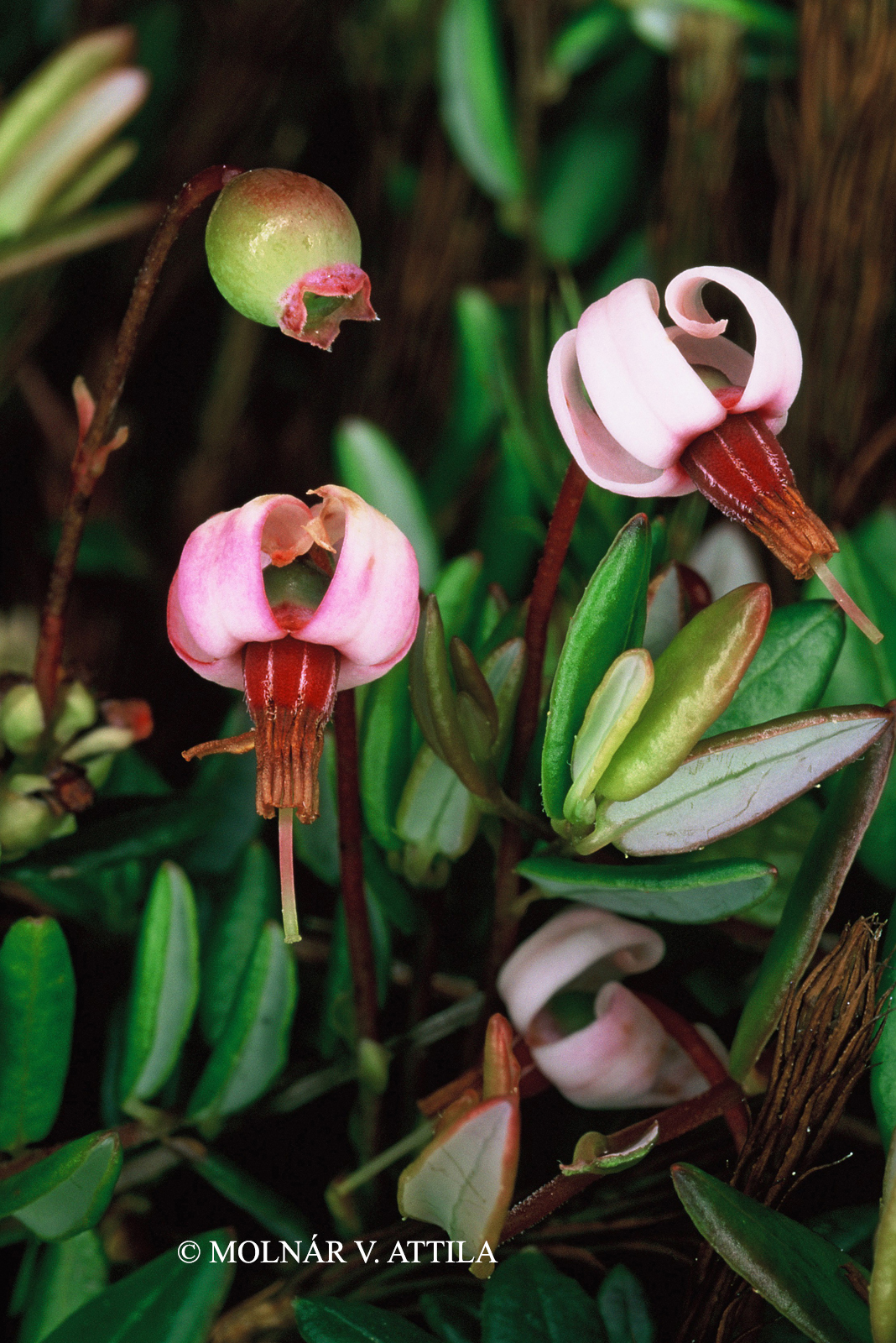 Vaccinium oxycoccos L.