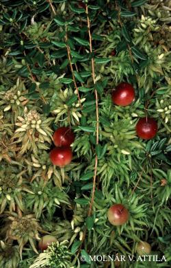 Vaccinium oxycoccos L. 2.Image