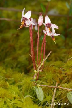 Vaccinium oxycoccos L. 3.Image
