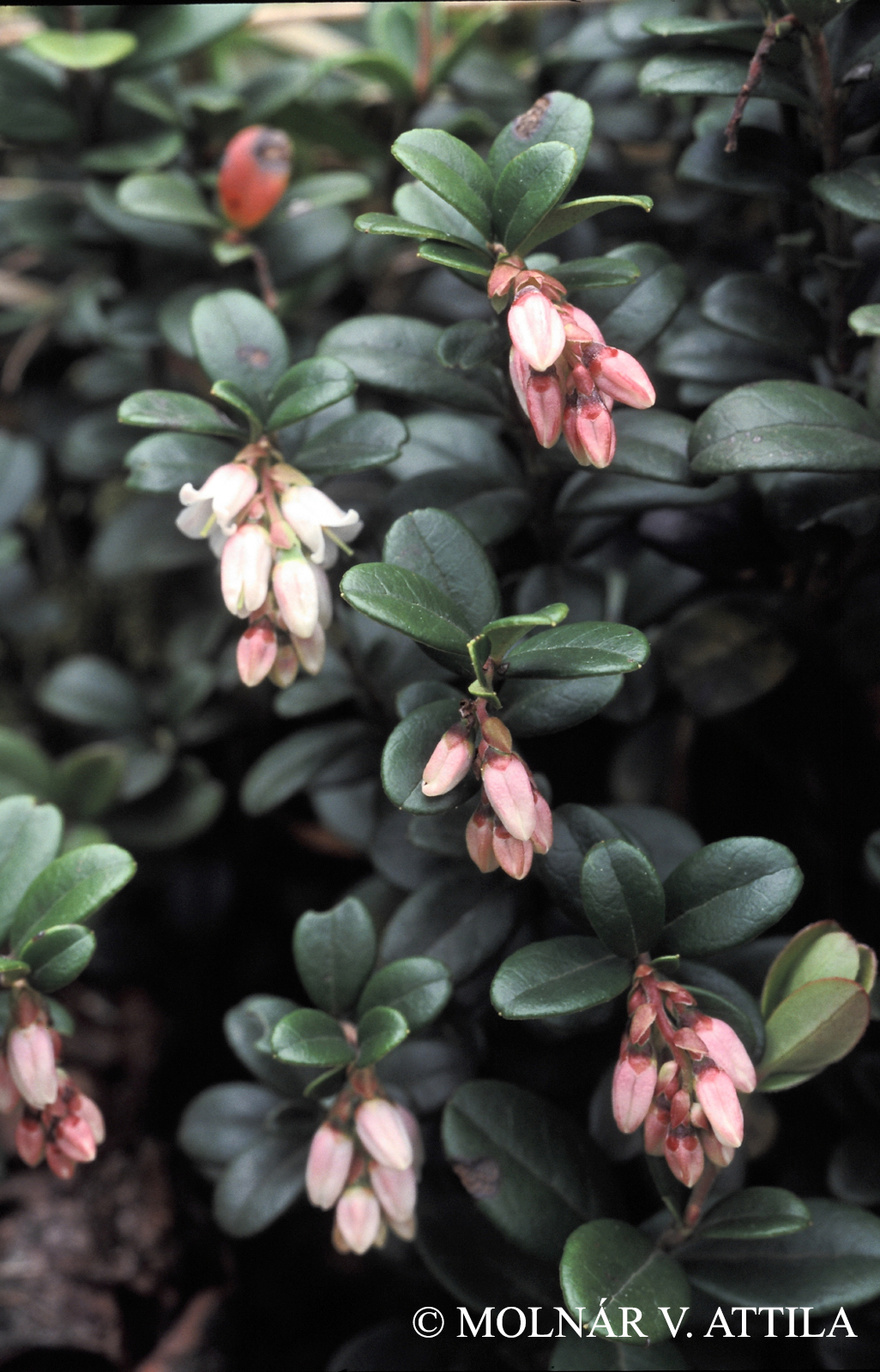 Vaccinium vitis-idaea L.