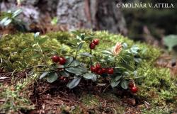 Vaccinium vitis-idaea L. 2.Image
