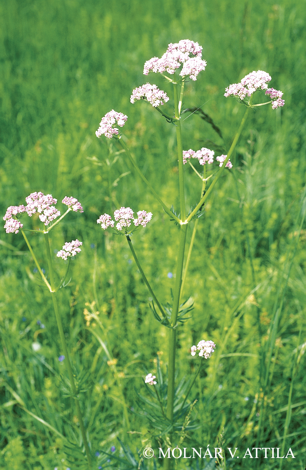 Valeriana officinalis L.