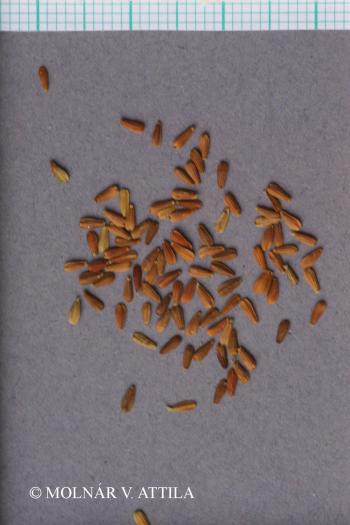 Valeriana officinalis L. 2.Image