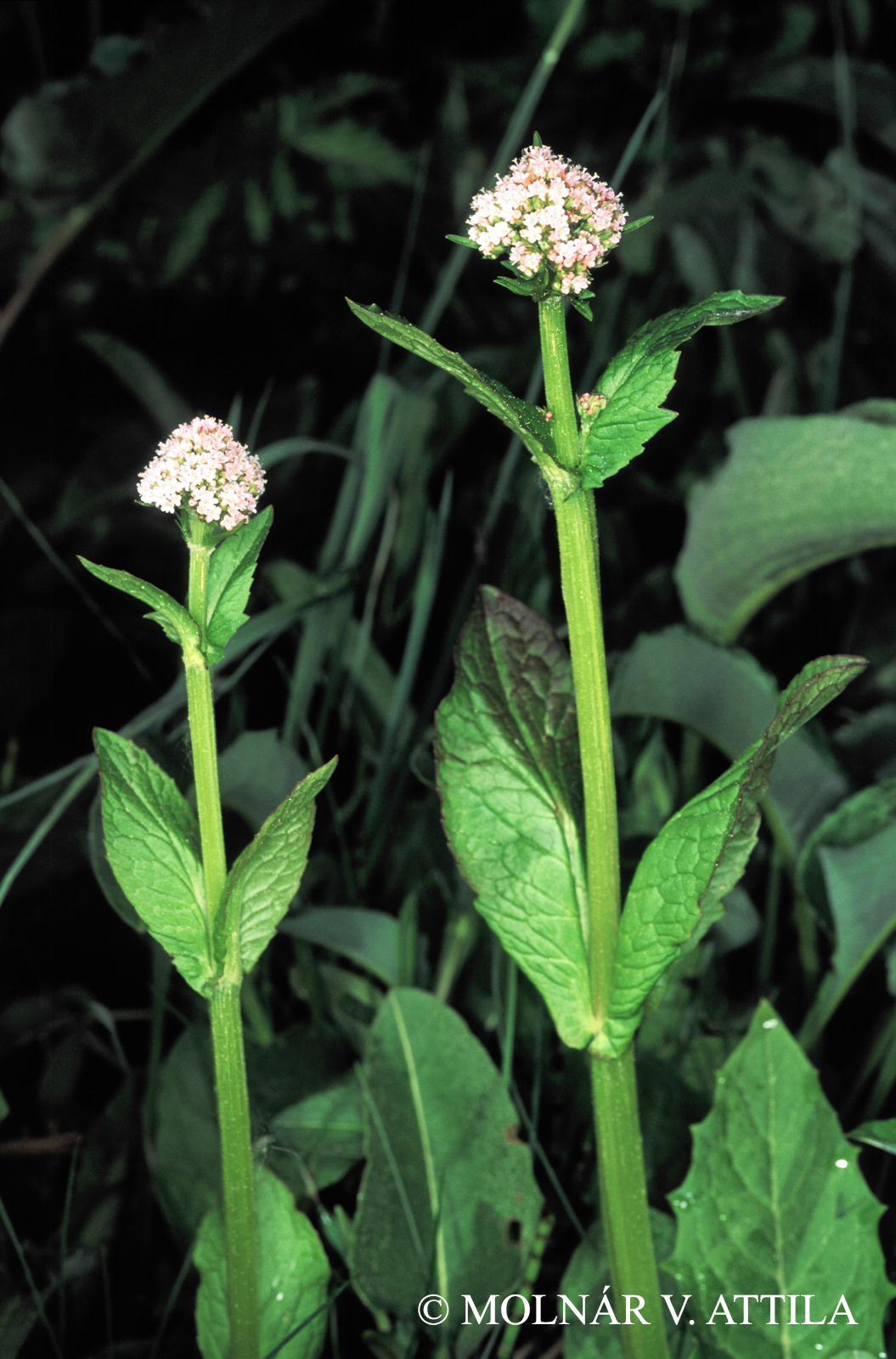 Valeriana simplicifolia (Rchb.) Kabath