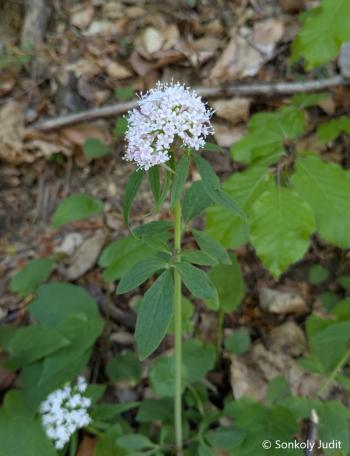 Valeriana tripteris L. 2.Kép