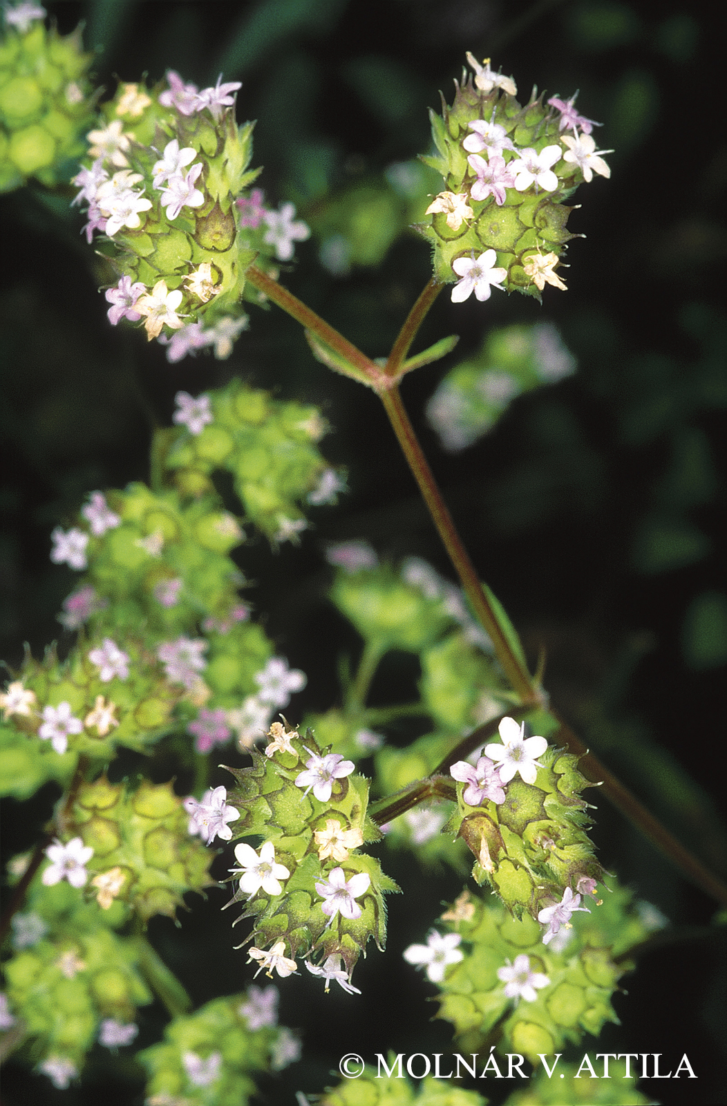 Valerianella coronata (L.) DC.