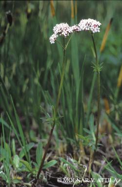 Valerianella coronata (L.) DC. 2.Kép