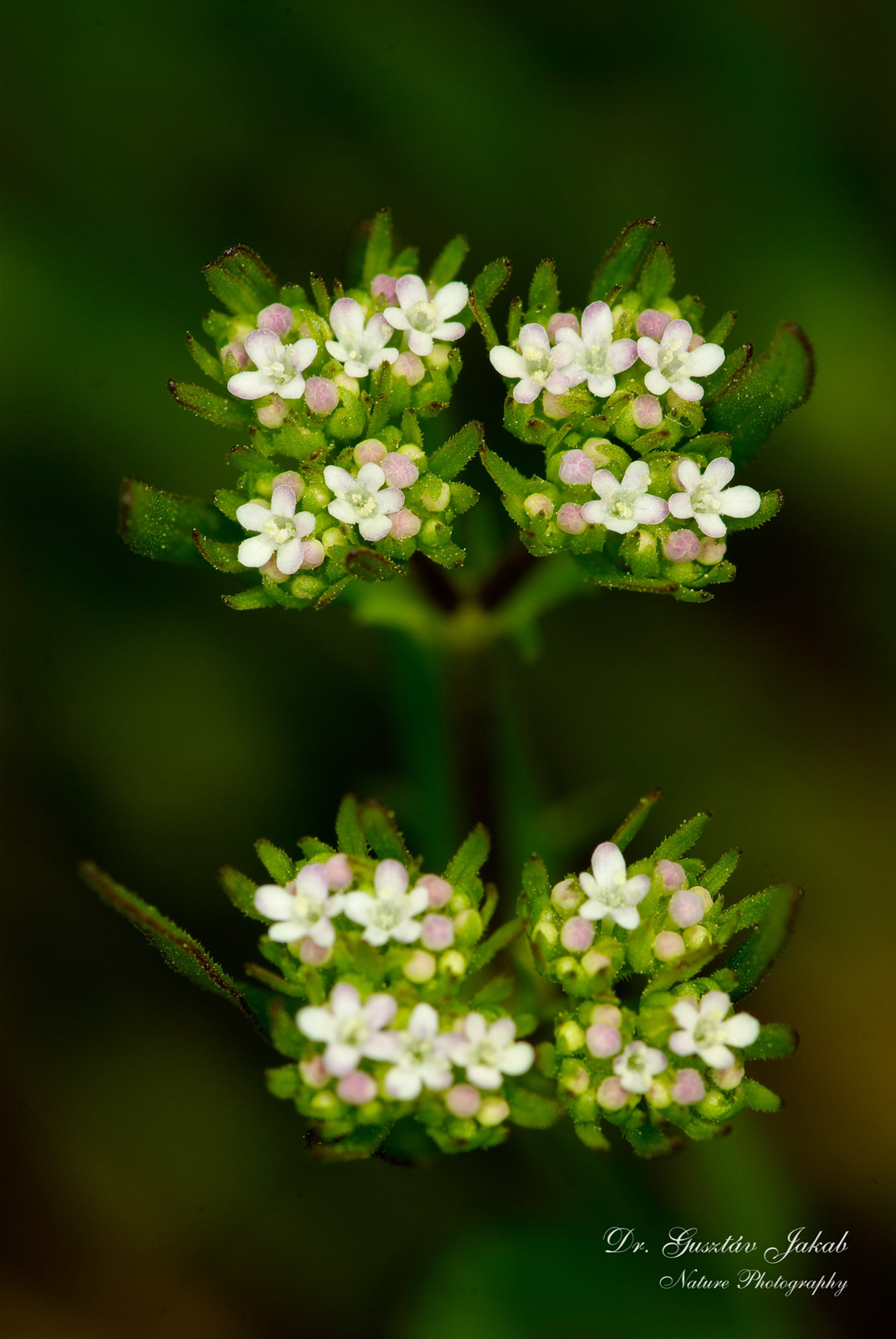 Valerianella dentata (L.) Pollich