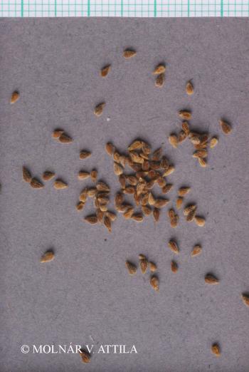 Valerianella dentata (L.) Pollich 2.Kép