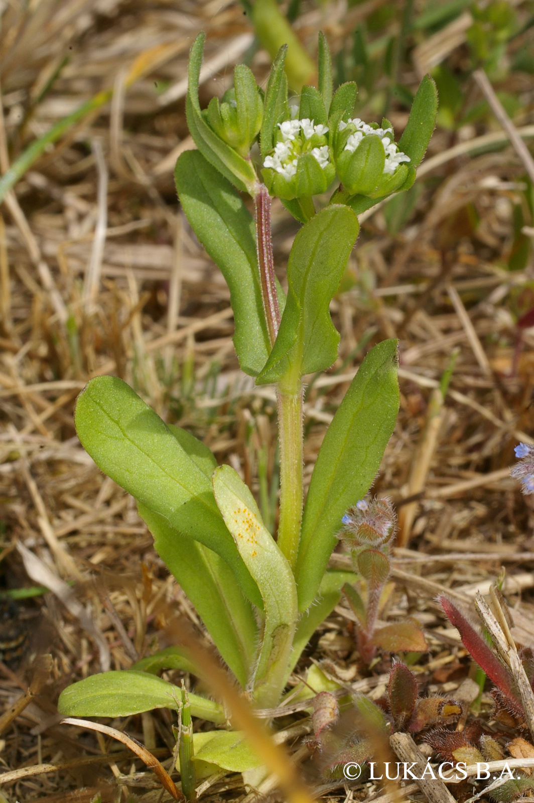 Valerianella locusta (L.) Laterr.
