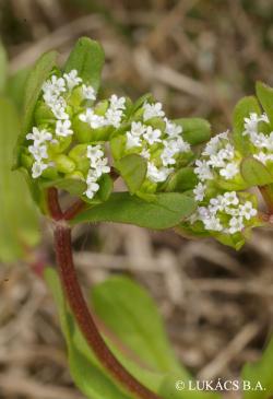 Valerianella locusta (L.) Laterr. 2.Kép