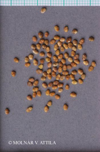 Valerianella locusta (L.) Laterr. 3.Kép