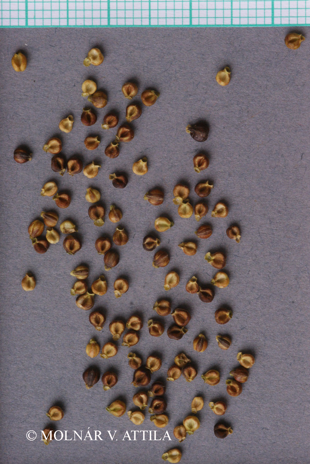 Valerianella pumila (L.) DC.