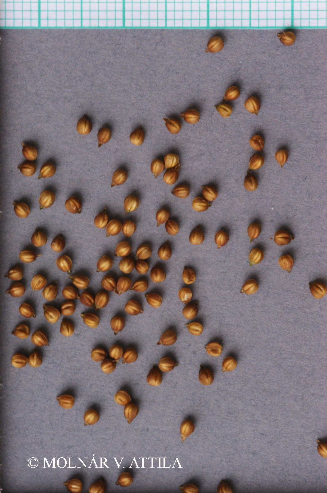 Valerianella rimosa Bastard