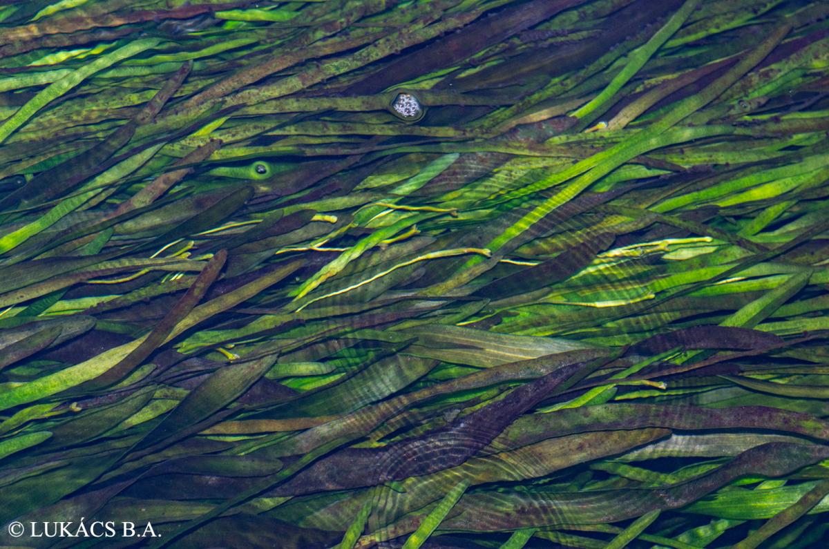 Vallisneria gigantea Graebn.
