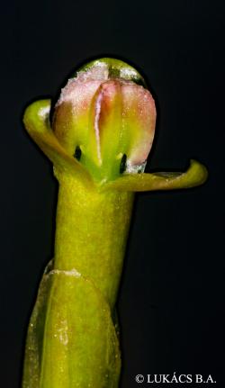 Vallisneria gigantea Graebn. 2.Image